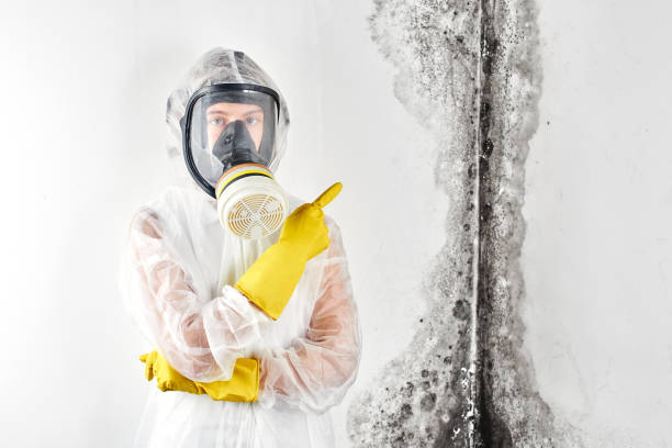 Best Residential Mold Inspection & Testing in Navasota, TX